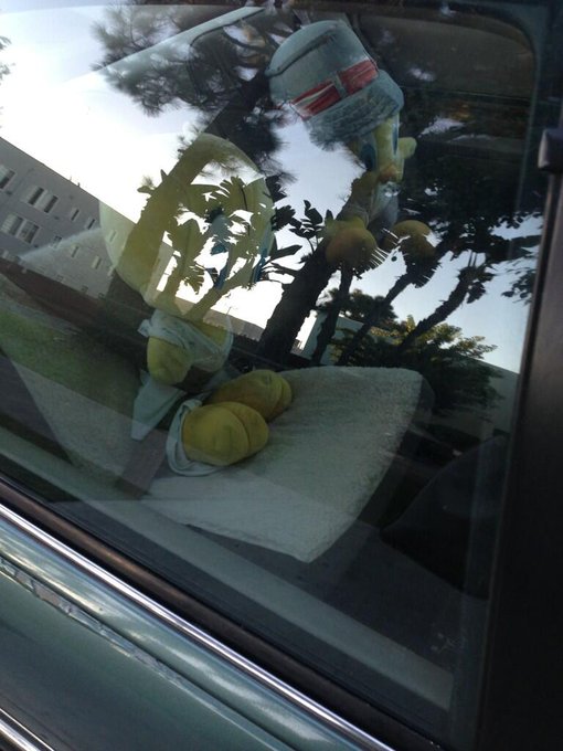 Only in LA u see two Tweety Birds in the back seat of a car and strapped into the seat belts lol 😭😲 http://t<a href="/tag/bitchesblike"class="tags"><span>#bitchesblike</span></a><a href="/tag/lilamili"class="tags"><span>#lilamili</span></a>