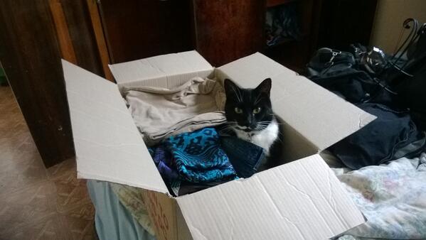 timmo963's tweet photo. The cats making sure I don't forget him haha http://t.co/oMae3UwP5Z