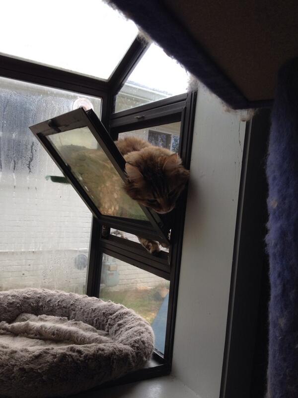 sally_thecat's tweet photo. Who needs a bed when you have an open window? http://t.co/bMjSrxVNEJ