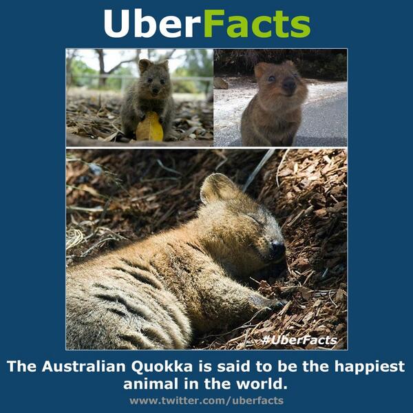 UberFacts's tweet image. The Australian Quokka