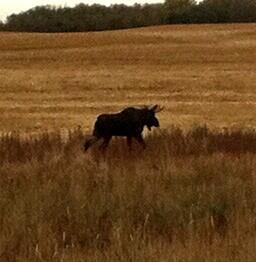 Moose on the loose #lastsundayinseptember #breakiversary #bigboy