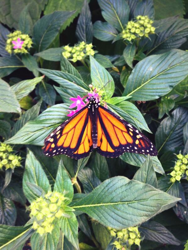 We have over 40 species of butterflies in our butterfly garden, including the Monarch! @NLtweets @ExploreNL