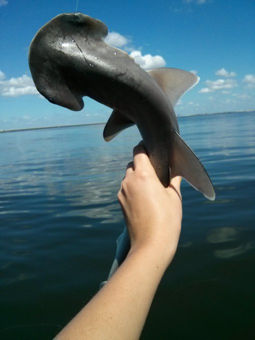 Caught about 15 sharks too :-) http://t.co/LRSlJZ4GPh<a href="/tag/gymlife"class="tags"><span>#gymlife</span></a><a href="/tag/fitchick"class="tags"><span>#fitchick</span></a>