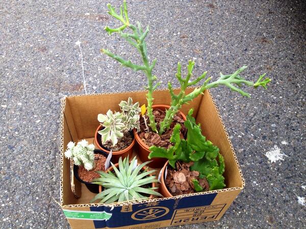 kamikeeei's tweet photo. ひさびさに植物を仕入れました。ユーフォルビアばっか！ http://t.co/bt0l4nRRhQ