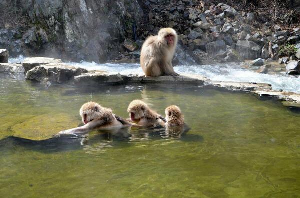 Cindeee83's tweet photo. @VisaAU Beautiful monkeys at Jigokudani Monkey Park in Japan. #gosnaphappy http://t.co/LrudauKF6S