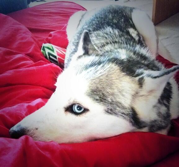DailyChloe's tweet photo. Hey don't forget to enjoy some daily Chloe. http://t.co/2v6TTPTqaR