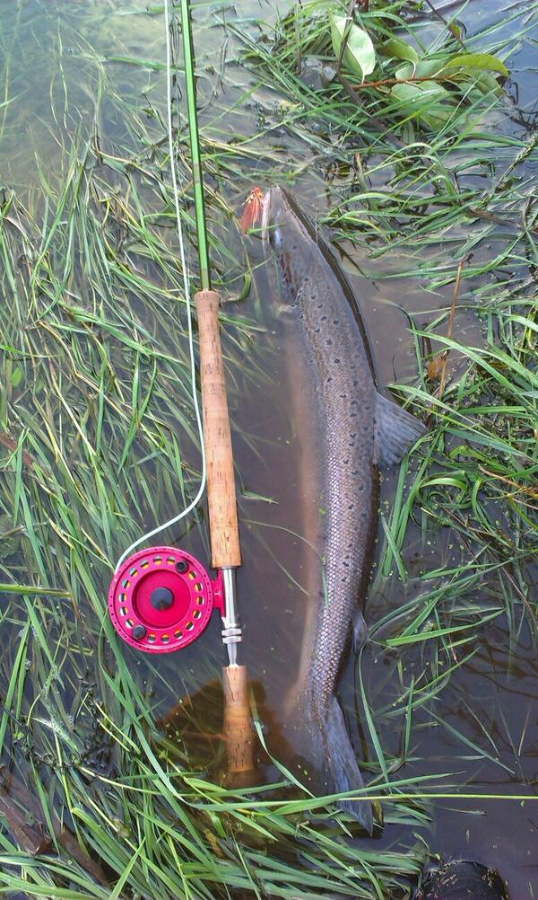 clausarnfeldt's tweet photo. Fall Salmon (C&amp;R) from River Ribe å, Denmark. Not big but a beaut none the less #salmon http://t.co/4x5BrYEXht