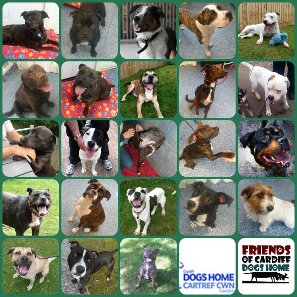 CardiffDogs's tweet image. These dogs are all looking for forever homes Pls consider a local pound when looking for a dog friendsofcardiffdogs.proboards.com/index.cgi?boar…