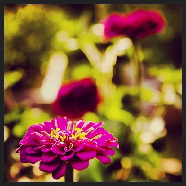 UofStThomasMN's tweet photo. #Flowers from the @USTStewardshipS garden. It's #Sustainability Week through Oct. 12. http://t.co/o9w9wY1umr