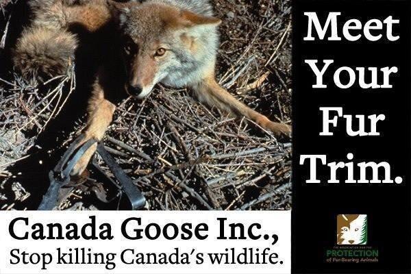 Coyotes worden gevangen met wildklem, zitten dagenlang vast en eindigen als #bontkraag voor #CanadaGoose