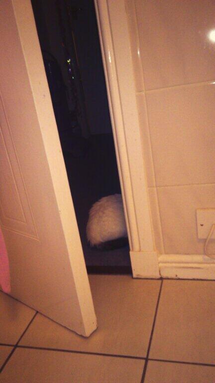 fionacarolyn's tweet photo. @ryanbaird_ guarding the door for me http://t.co/XprIPeJGBO