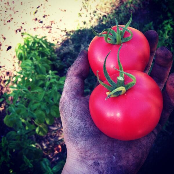 USTStewardshipS's tweet photo. ripe tomatoes grown on campus, donated to dining services to make a delicious margarita pizza for lucky students! http://t.co/BKpsU4LLpF