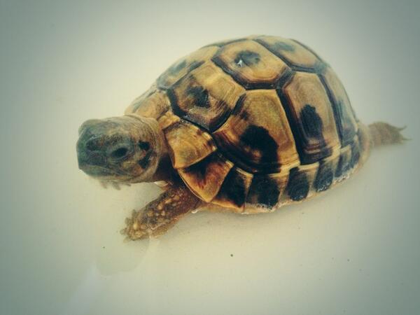 KayKay140's tweet image. My baby princess in the bath! :)