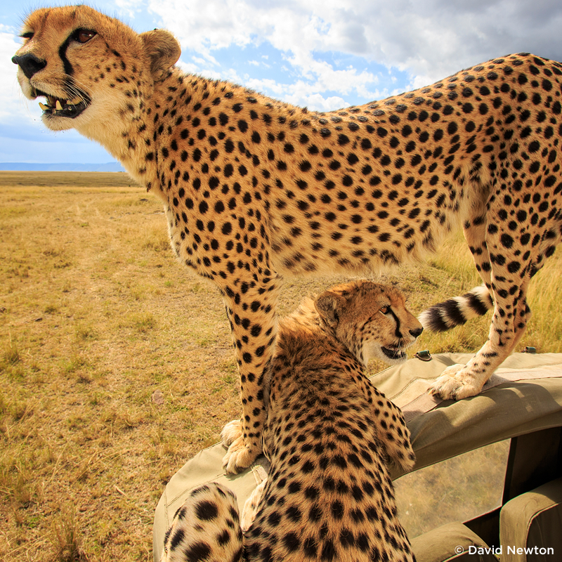 Embedded image permalink