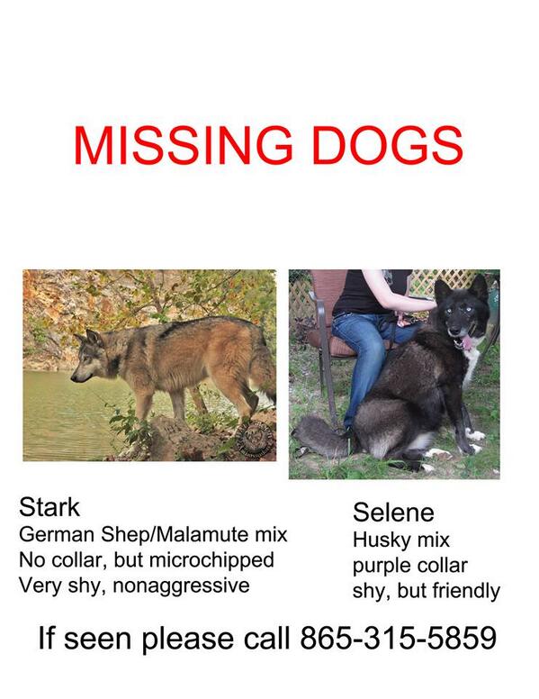 Please, if you live in the Tennessee area please share this. Stark was our Wolf during #GISHWHES #lostdogs