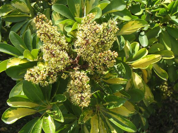 hortipedia's tweet photo. Hortipedia - Schefflera arboricola http://t.co/l59GBFoftD http://t.co/p205uYkQGN