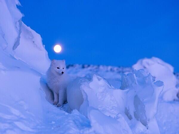 gede_prama's tweet photo. When u beautify heart w/ love, even in a frozen snow u'll see light @Tashiakama: http://t.co/ZL5OlYQYwh