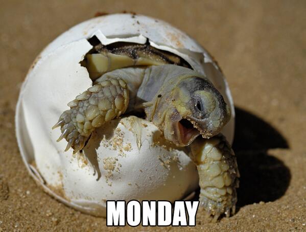 theCHIVE's tweet photo. It's a whole new week, boys and girls. Make it awesome. http://t.co/JDoITowXNr