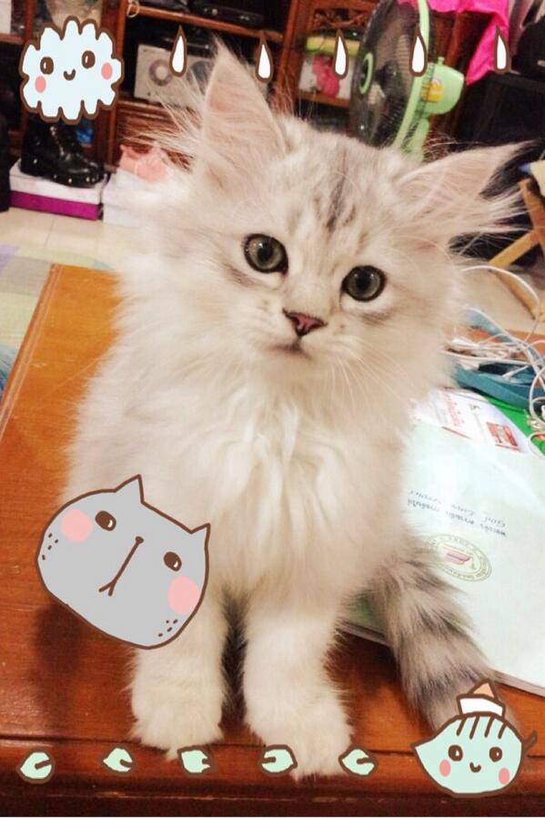 HCCHAN90_'s tweet photo. @___SUNGJAEBOTH ควีโยมิจังเตง55555555 http://t.co/q6k47bOdps