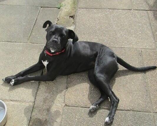 NWDogRescue's tweet image. Heaven the girl for you? 2 year old boxer cross, adorable personality lived with other dogs and cats. :)