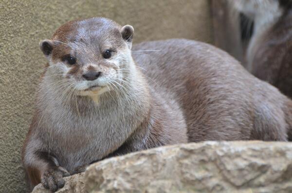 zsllondonzoo's tweet photo. Need something to smile about? Try looking at this cute otter picture. Retweet to cheer up your followers #CuteMonday http://t.co/1x1AZgjKGe
