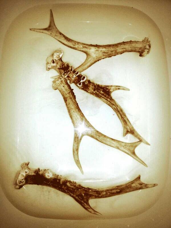 Bleaching antlers on a Monday evening...