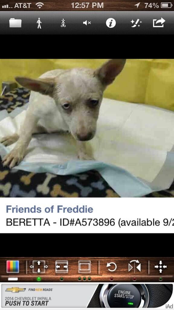LAadoptRescue's tweet image. PUPPY ALERT ❗ 15 WEEKS 

CHIHUAHUA 

WE MUST #NETWORK

DEVORE IS DEADLY SHELTER 

THEY KILL PUPPIES 

@AngelsofFur