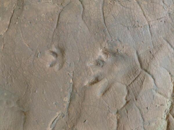 Stunning #sedimentarystructures: trackway at Johnson Farm <a href="/SGDinoDiscovery/">Dinosaur Discovery</a> Utah