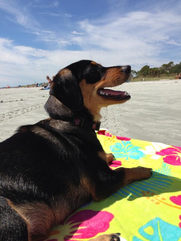 Haley_Pinkston's tweet photo. Beach chilling with sparkle http://t.co/e4Hwt1SYHM
