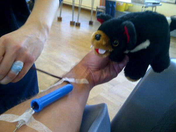 TheRealTasDevil's tweet photo. Blood transfusion taking place... http://t.co/hOlHAaUJkC