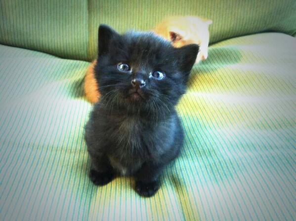 ToBeeHappyLC's tweet image. Follow si tu le trouves chou *.* 

#FollowMe