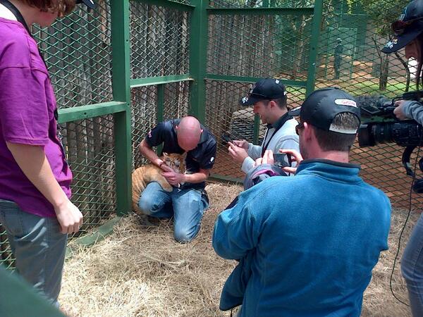 AnjaBands's tweet photo. The fabulous crew and camera man interacting with 3month baby tiger @Magna_Trek so qt http://t.co/CA2fzhxZ9W