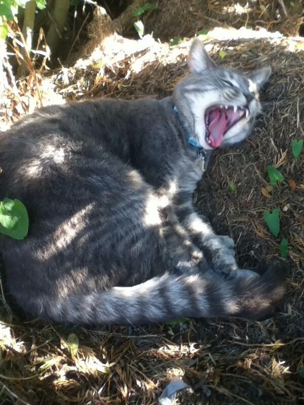 RandomEmo123's tweet image. Tired kitty