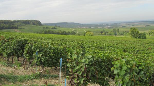 CastelnauChamp's tweet photo. last sunday before the harvest..view over la Grande Montagne de Reims http://t.co/jKU7nUJIV3