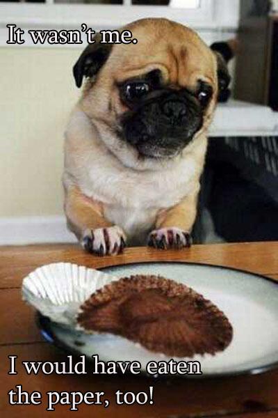 PetMD's tweet image. Poor little one missed out on all the fun! RT if you would run right out to buy a treat just to cheer him up!