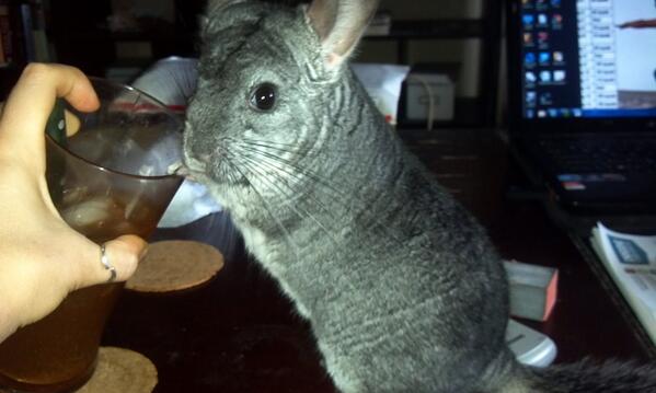 shfluff's tweet image. Umm...yes? Do you need something? I'm kinda busy drinking my iced green tea here, your blinding photos r not welcome.