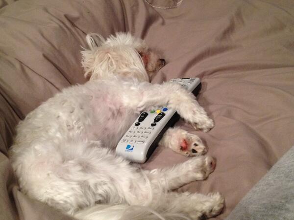 daddyrn08's tweet photo. Yep. He's my dog. http://t.co/roE4ja4PzI