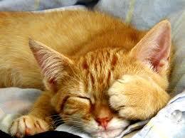 Catmax3's tweet image. Cats spend 70% of their day sleeping which means a cat thats 9 years old has been awake for only 3 years of its life