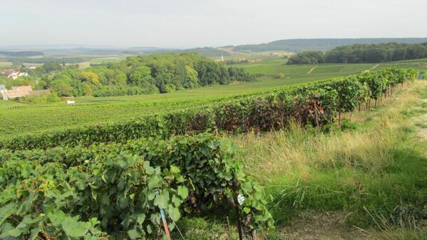 CastelnauChamp's tweet photo. Grande Montagne de Reims.....vigne proche Sermiers http://t.co/VTxdb6DBEx