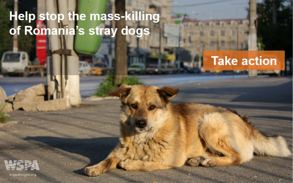 MoveTheWorld's tweet photo. Please help stop the mass-killing of Romania's stray #dogs. Take action now: http://t.co/WxENN3nn8M #romaniadogs http://t.co/X0pFwEUKLu
