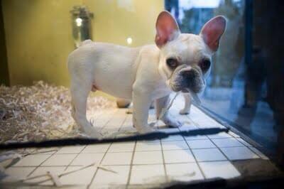 pupaid's tweet image. Say NO to puppies in pet shops pls sign + RT petition let's end puppy farm cruelty epetitions.direct.gov.uk/petitions/49528 #wheresmum