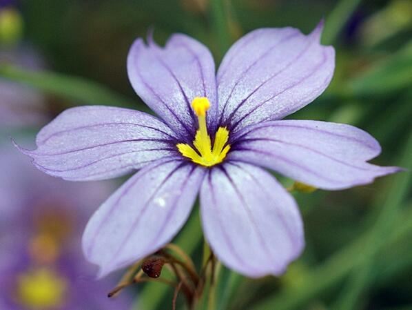 hortipedia's tweet photo. Hortipedia - Sisyrinchium angustifolium http://t.co/1k3FPcUhiY http://t.co/uoGclPzu9Q