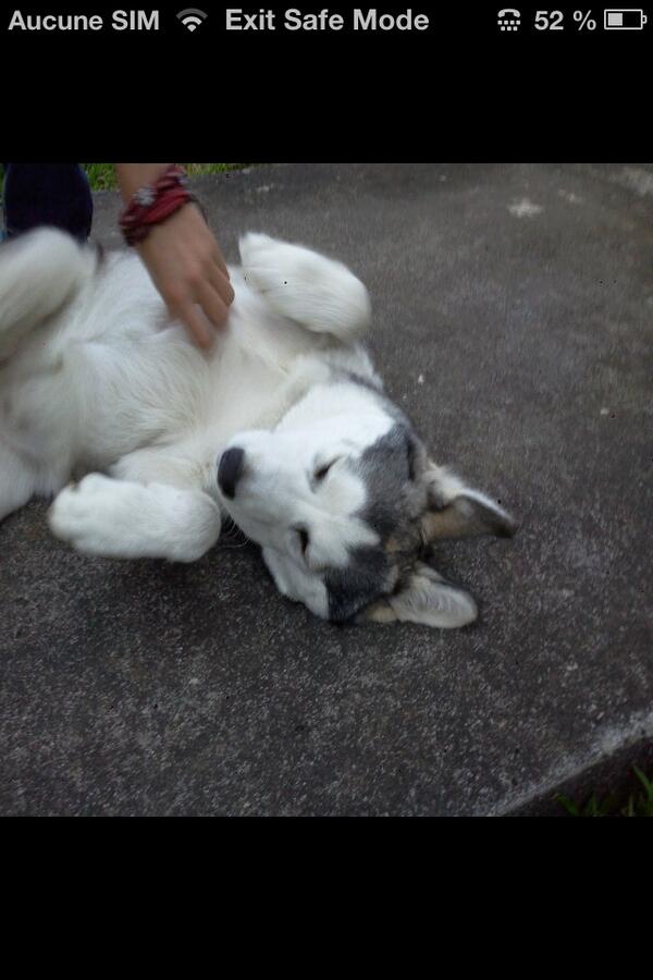 Balto_Havanne's tweet photo. Good dog *HAVANNE* http://t.co/J9kv3vD91n