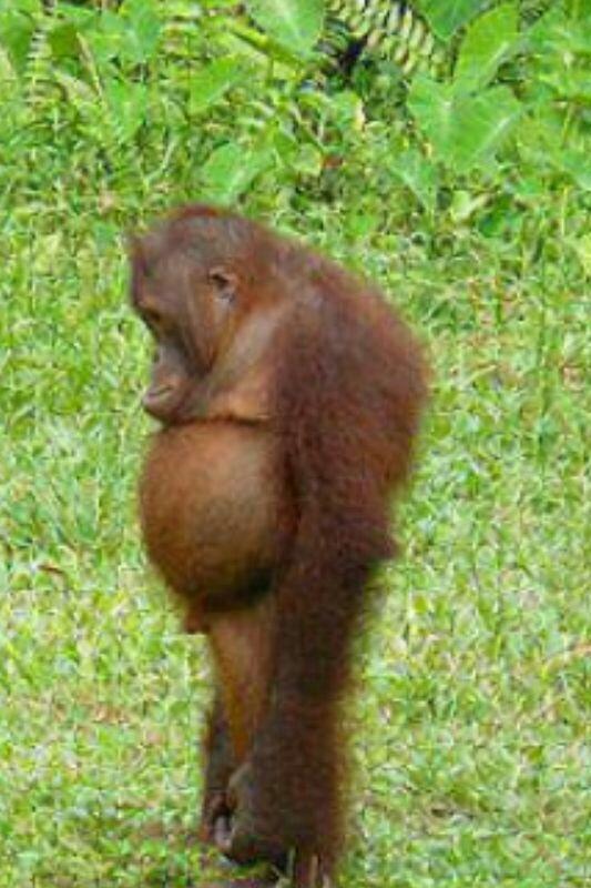 SLinauer's tweet image. nicht :( sein!