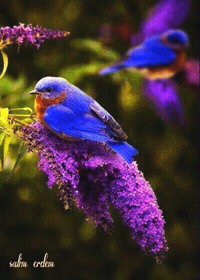 salimherdem's tweet photo. http://t.co/0oYIcVRgAT