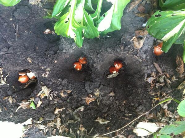 mims_mirjam's tweet photo. Zo , de eerste bollen zitten weer in de grond. http://t.co/YJ6iYORGoO