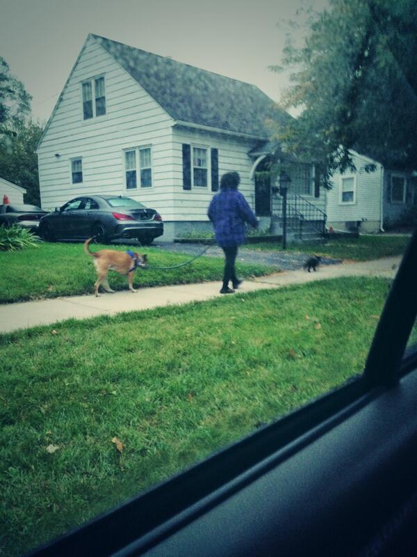 WhoseRanda's tweet image. Omg, there's always this lady walking her dog on a Leash while her cat walks beside her. #NormalMorning