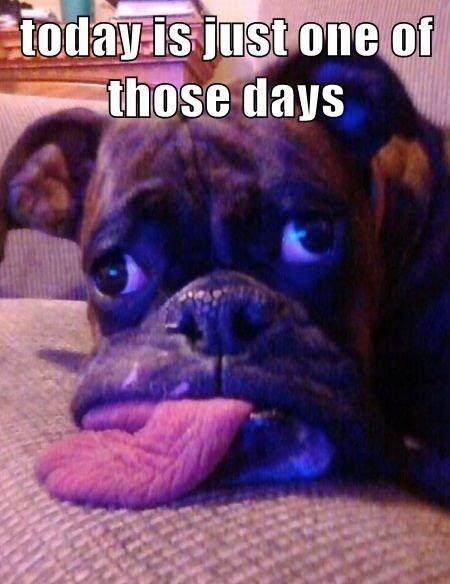 NWDogRescue's tweet image. So 3 Westies, 1 Yorkie, 1 JRT, and a partridge in a pear tree ......