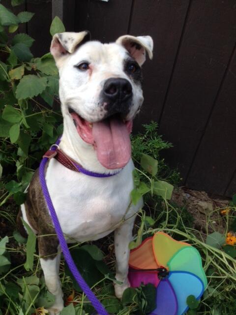 petsalive's tweet image. Claude is our most handsome flower. He says "Good Morning" from his seat in the flower bed. :-)