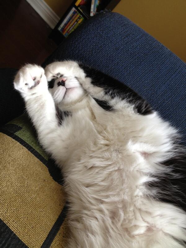 ShariLGoss's tweet photo. Not seeing a lot of cat love at #LINK2013 so here is my fat cat http://t.co/nSusSFI45w